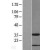 Western Blot: S100A4 Lysate [NBL1-15656] - Western Blot experiments. 
Left-Control; Right -Over-expression Lysate for S100A4